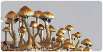 9 Hidden Mushroom Tales That Will Blow Your Mind